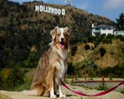 The interesting fact about the park is that you can roam around with your dogs without leash due to their policy of being liberal dog policy.